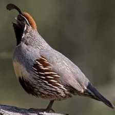 Sample of Gambels quail