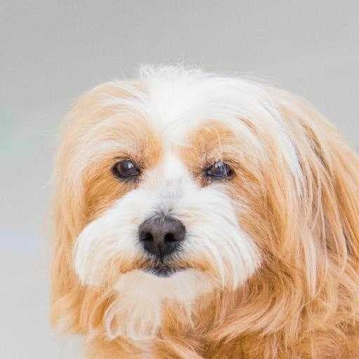 Sample of Dog