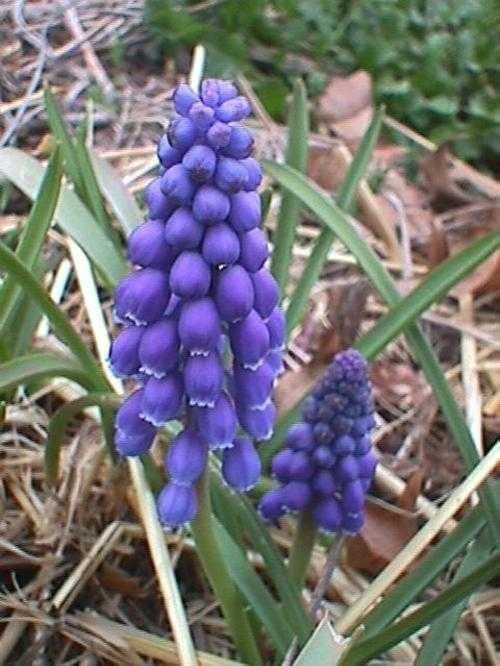 Sample of Grape hyacinth