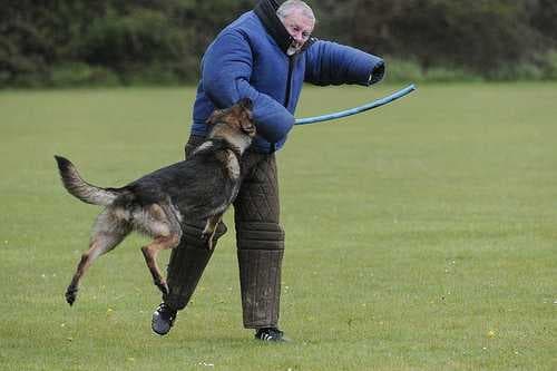 German shepherd image dataset preview