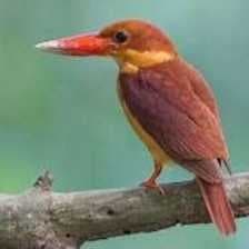 Sample of Rudy kingfisher