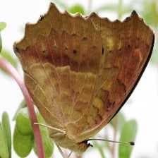 Sample of Oakleaf