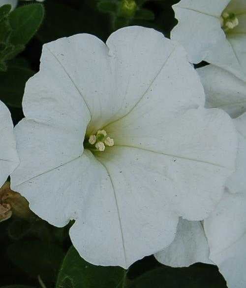 Sample of Petunia