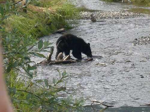 Sample of American black bear