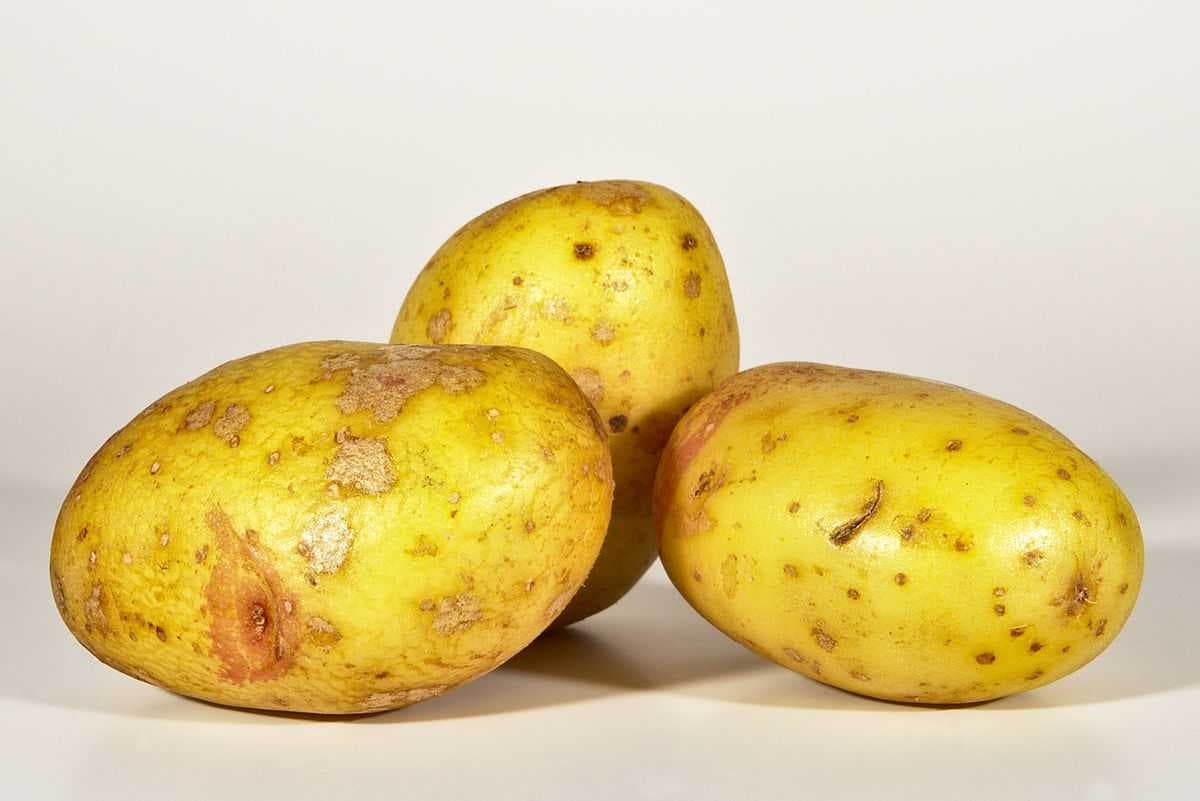Sample of Potato