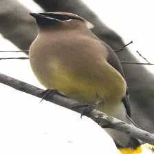 Sample of Cedar waxwing