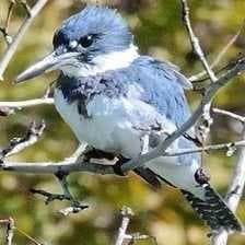 Sample of Belted kingfisher