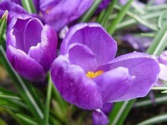 Sample of Spring crocus