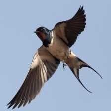 Sample of Barn swallow