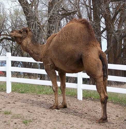 Sample of Arabian camel
