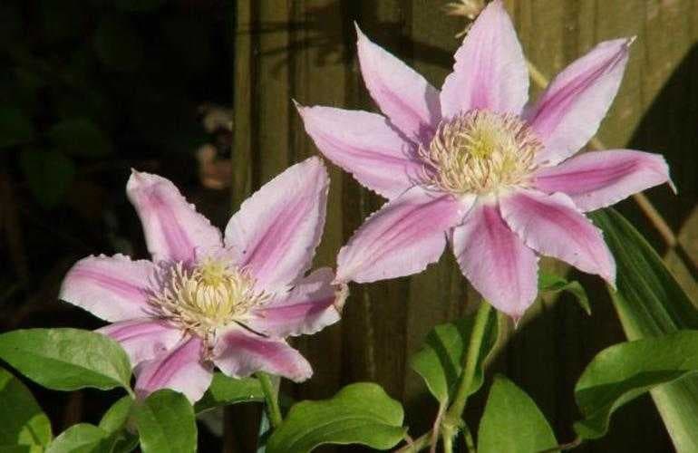 Sample of Clematis