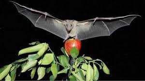 Sample of Bat