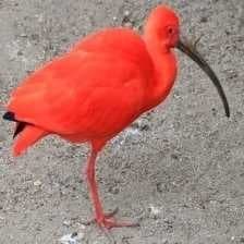 Sample of Scarlet ibis