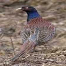 Sample of Ring necked pheasant