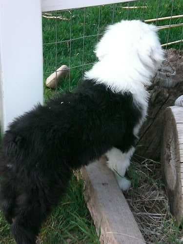 Old english sheepdog image dataset preview