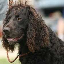 Sample of American spaniel