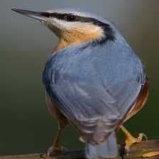 Sample of Crested nuthatch