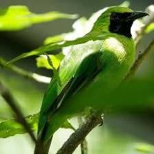 Sample of Bornean leafbird