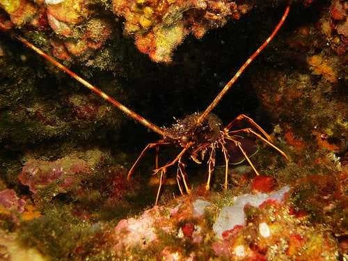 Sample of Spiny lobster