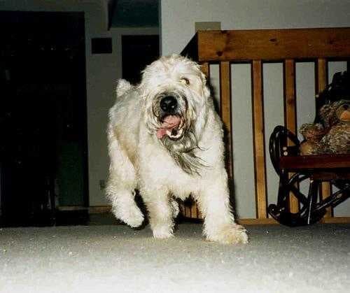 Soft coated wheaten terrier image dataset preview