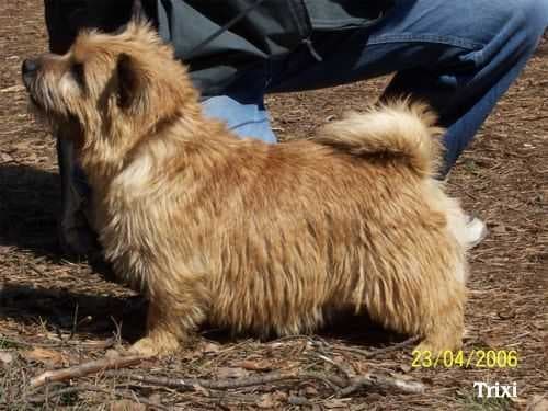 Sample of Norwich terrier