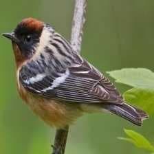 Sample of Bay breasted warbler