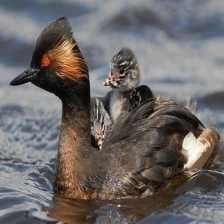 Sample of Black necked grebe