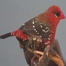 Sample of Strawberry finch