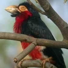 Sample of Bearded barbet