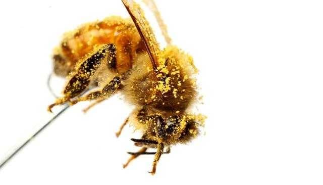 Sample of Bee