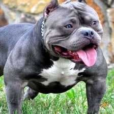 Pit bull image dataset preview