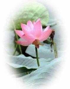 Sample of Lotus