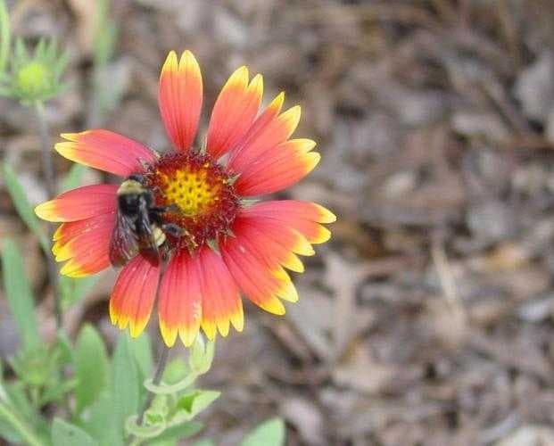 Sample of Blanket flower
