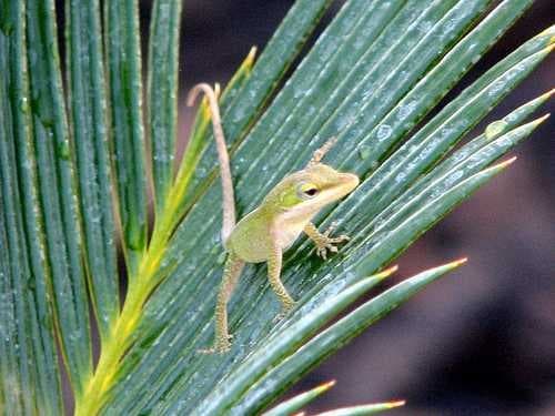 Sample of Green lizard