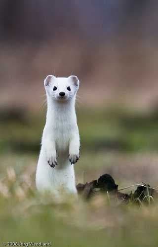 Sample of Weasel