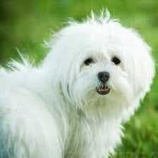 Sample of Maltese