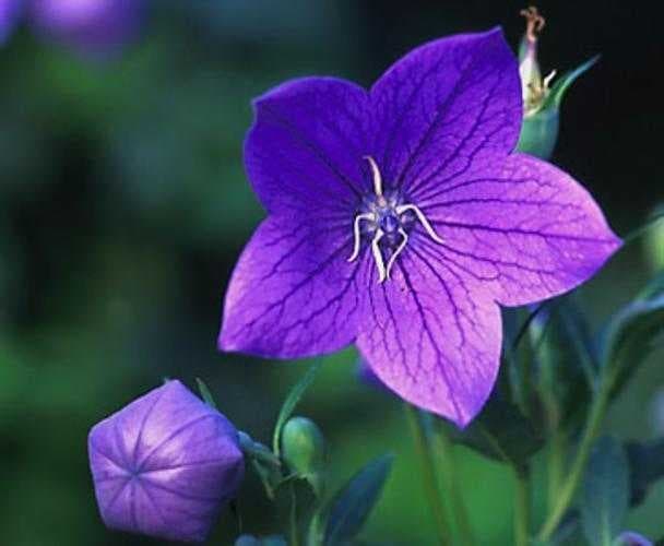 Sample of Balloon flower