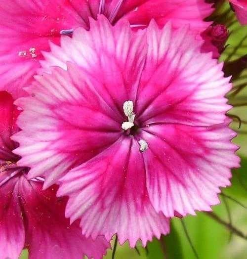 Sample of Sweet william
