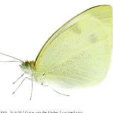 Sample of White