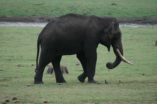 Tusker image dataset preview