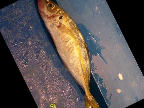 Sample of Hourse mackerel