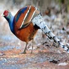 Sample of Elliots pheasant