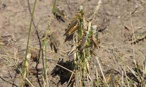 Sample of Grasshopper