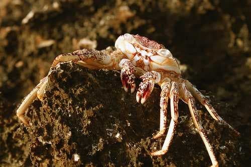 Sample of Rock crab