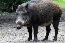 Boar image dataset preview