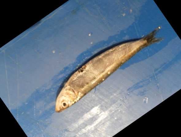 Sample of Black sea sprat