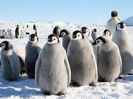 Sample of Penguin