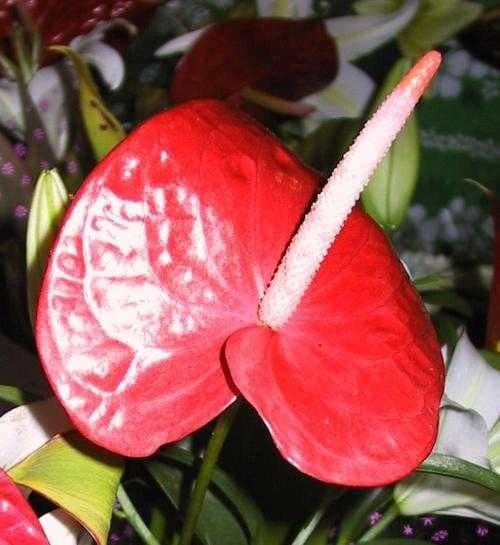 Sample of Anthurium