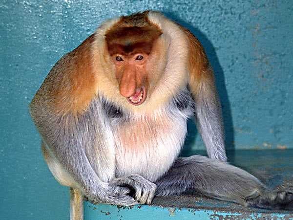 Sample of Proboscis monkey