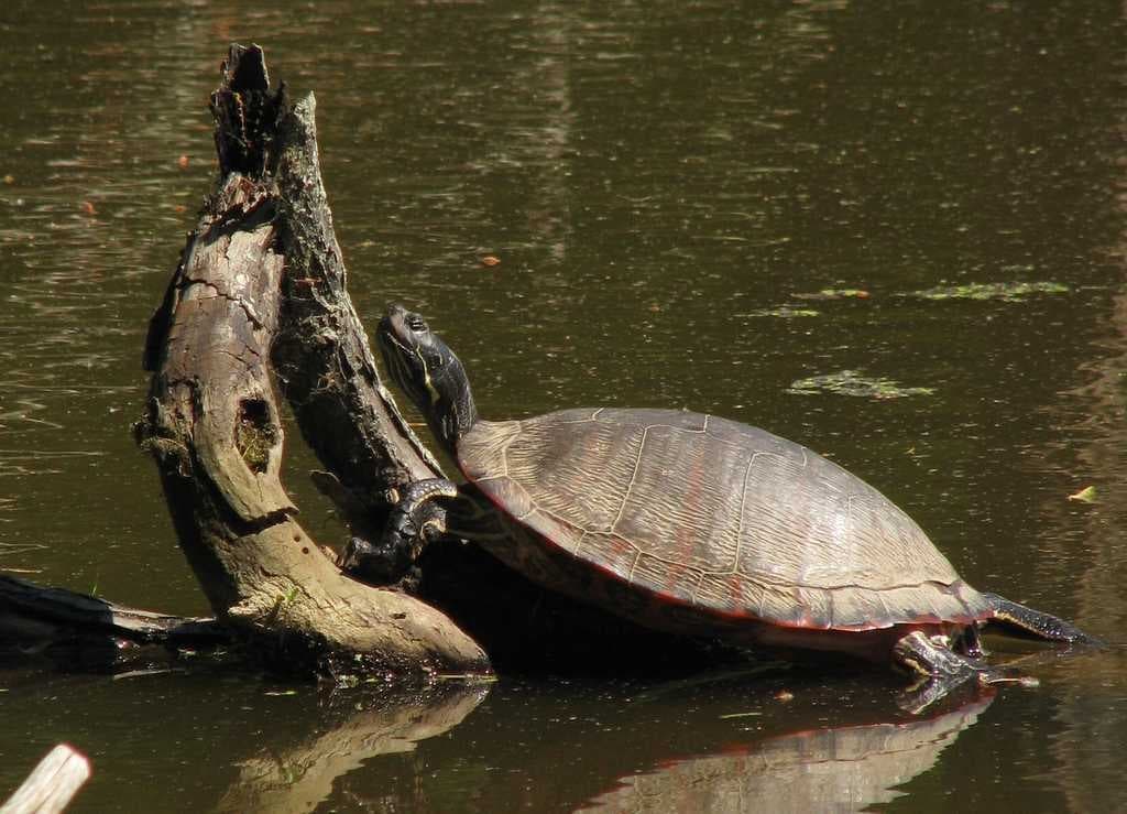 Sample of Sea turtle